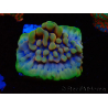 WYSIWYG Montipora Crazy T 11E4