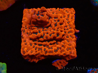 WYSIWYG WWC Montipora Dragon Fruit 11E5