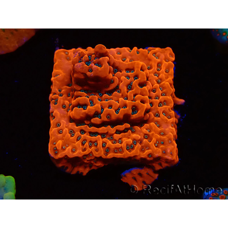 WYSIWYG WWC Montipora Dragon Fruit