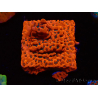 WYSIWYG WWC Montipora Dragon Fruit