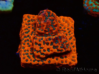 WYSIWYG WWC Montipora Dragon Fruit