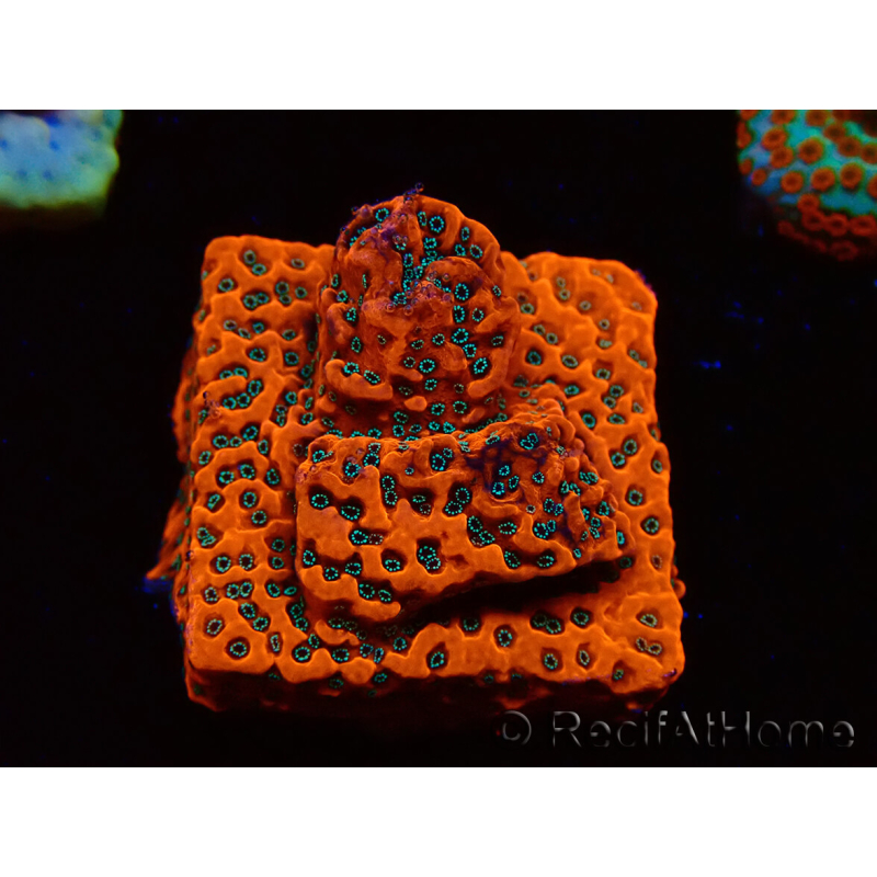WYSIWYG WWC Montipora Dragon Fruit