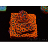 WYSIWYG WWC Montipora Dragon Fruit