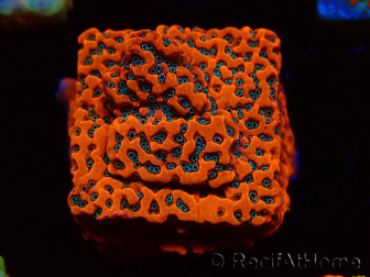 WYSIWYG WWC Montipora Dragon Fruit 11E7