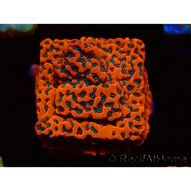 WYSIWYG WWC Montipora Dragon Fruit