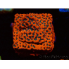 WYSIWYG WWC Montipora Dragon Fruit 11E7