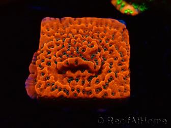 WYSIWYG WWC Montipora Dragon Fruit