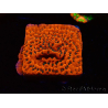 WYSIWYG WWC Montipora Dragon Fruit