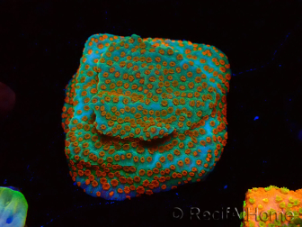 WYSIWYG RAH Montipora Reverse Sunset