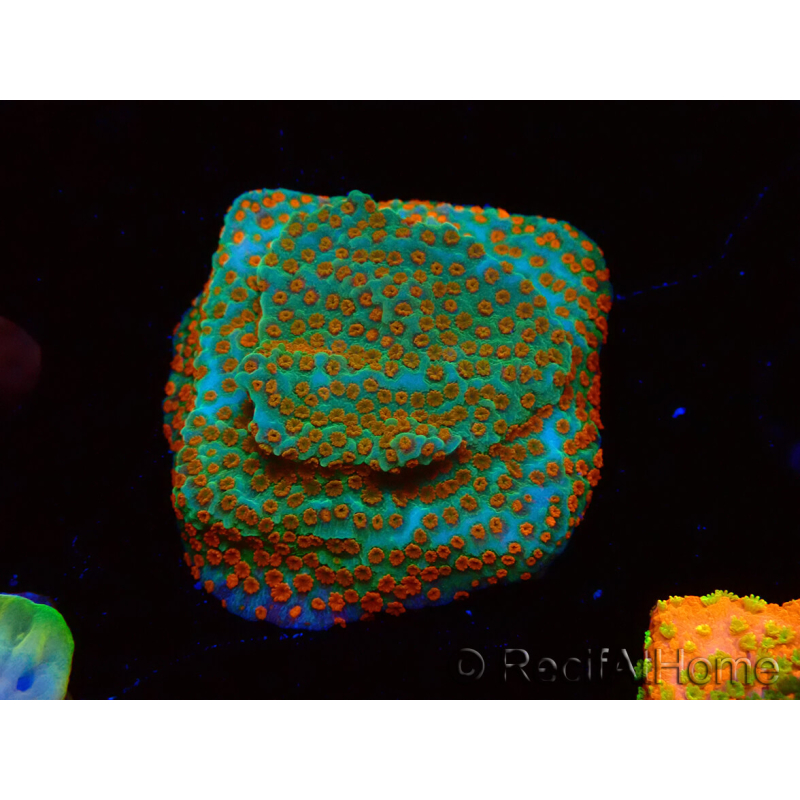 WYSIWYG RAH Montipora Reverse Sunset 11F1
