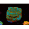 WYSIWYG RAH Montipora Reverse Sunset 11F1