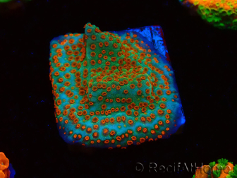 WYSIWYG RAH Montipora Reverse Sunset 11F2