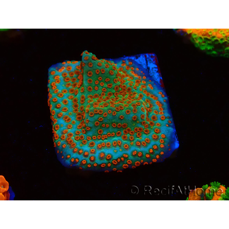 WYSIWYG RAH Montipora Reverse Sunset 11F2