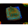 WYSIWYG RAH Montipora Reverse Sunset 11F2