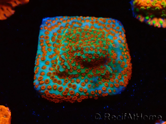 WYSIWYG RAH Montipora Reverse Sunset