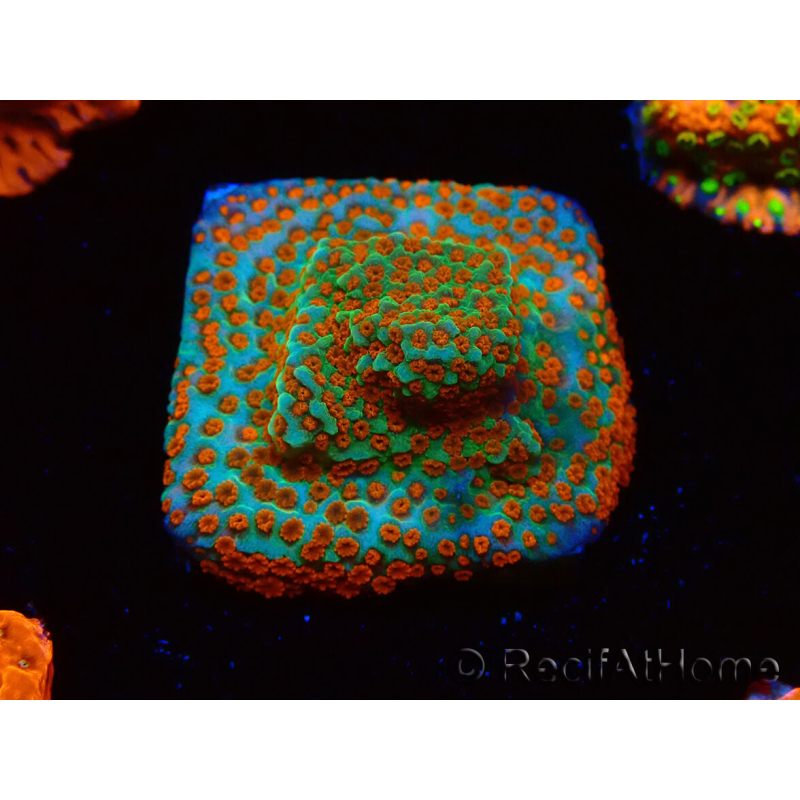 WYSIWYG RAH Montipora Reverse Sunset