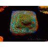 WYSIWYG RAH Montipora Reverse Sunset