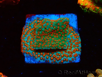 WYSIWYG RAH Montipora Reverse Sunset