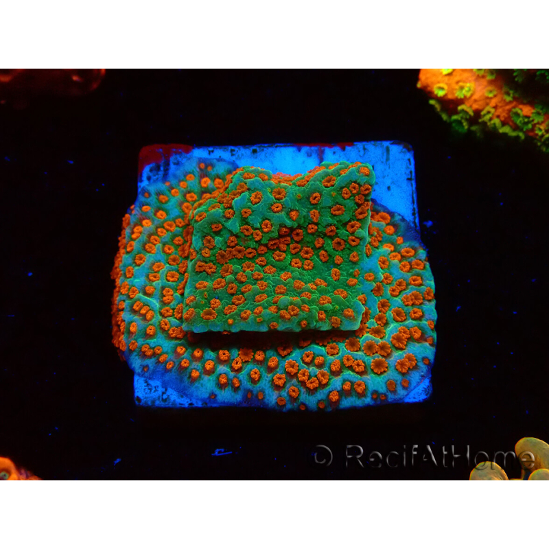 WYSIWYG RAH Montipora Reverse Sunset 11F4