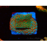 WYSIWYG RAH Montipora Reverse Sunset 11F4