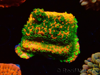 WYSIWYG Montipora Sunset 11F5