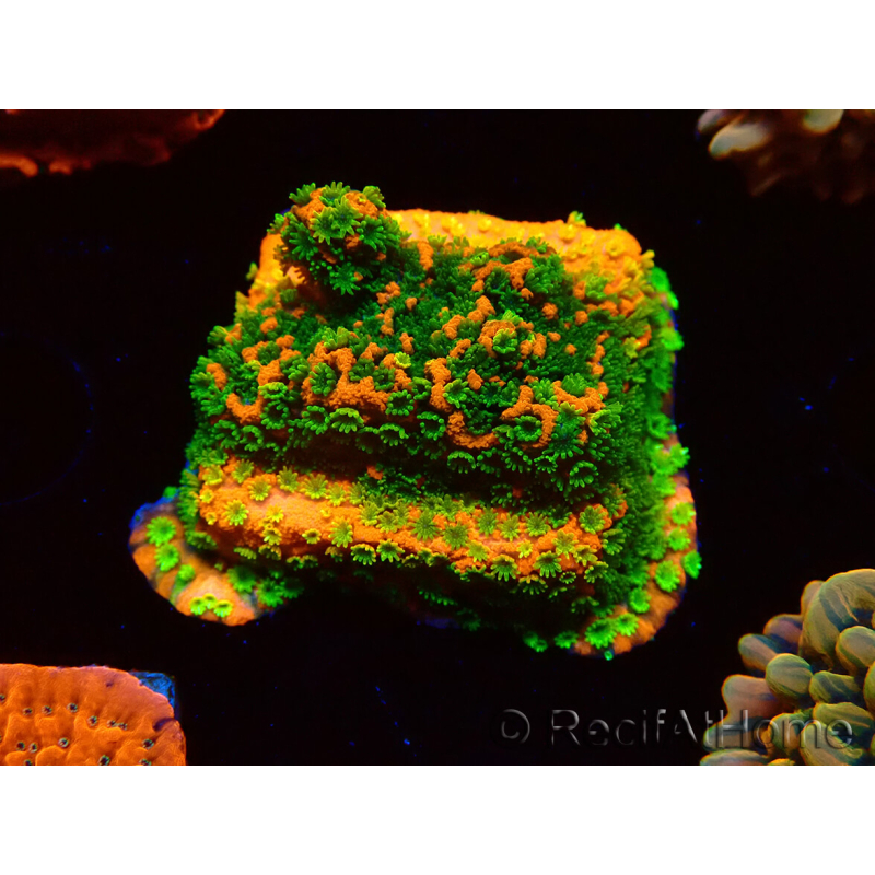 WYSIWYG Montipora Sunset 11F5