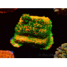 WYSIWYG Montipora Sunset 11F5