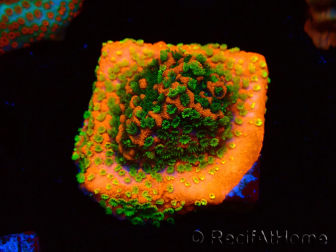 WYSIWYG Montipora Sunset 11F6