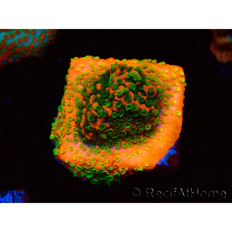 WYSIWYG Montipora Sunset 11F6