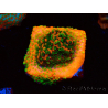 WYSIWYG Montipora Sunset