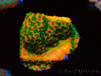 Montipora Sunset WYSIWYG