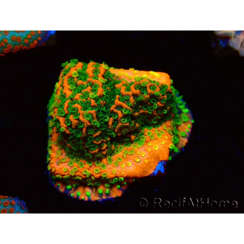Montipora Sunset WYSIWYG
