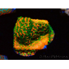 Montipora Sunset WYSIWYG