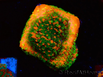 WYSIWYG Montipora Sunset