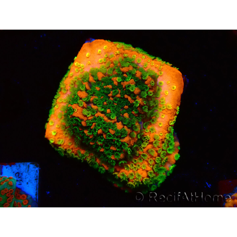 WYSIWYG Montipora Sunset