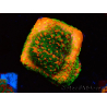 WYSIWYG Montipora Sunset