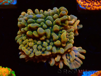 WYSIWYG JF Montipora Brain Freeze