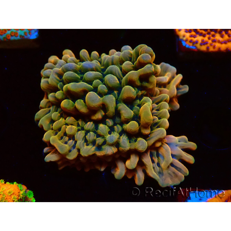 WYSIWYG JF Montipora Brain Freeze 11G1
