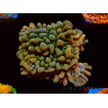 WYSIWYG JF Montipora Brain Freeze