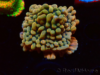 WYSIWYG JF Montipora Brain Freeze