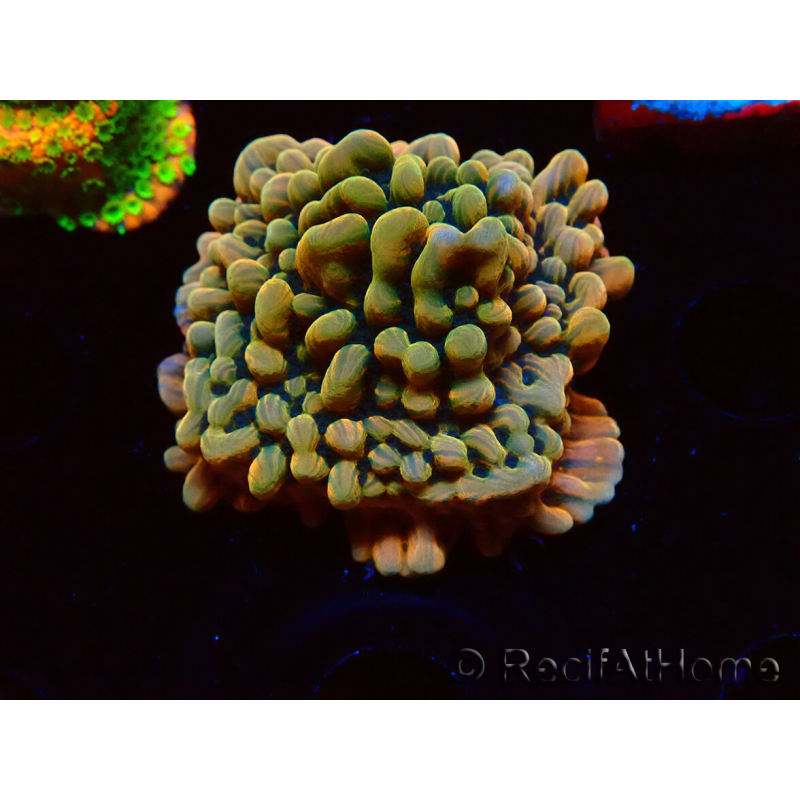 WYSIWYG JF Montipora Brain Freeze 11G2