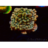 WYSIWYG JF Montipora Brain Freeze 11G2