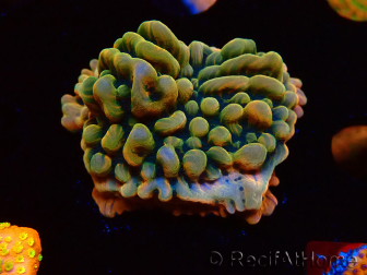 WYSIWYG JF Montipora Brain Freeze 11G3