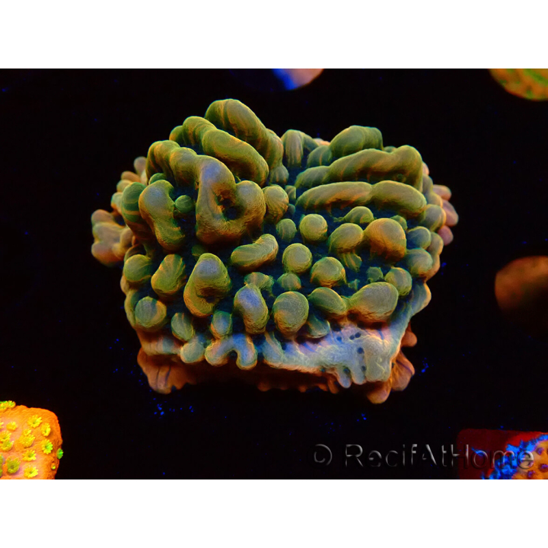 WYSIWYG JF Montipora Brain Freeze 11G3