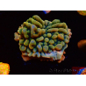 WYSIWYG JF Montipora Brain Freeze