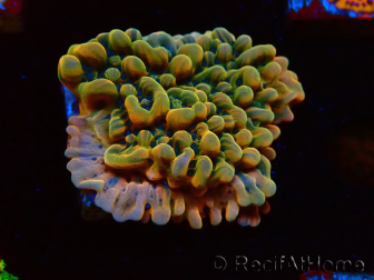 WYSIWYG JF Montipora Brain Freeze