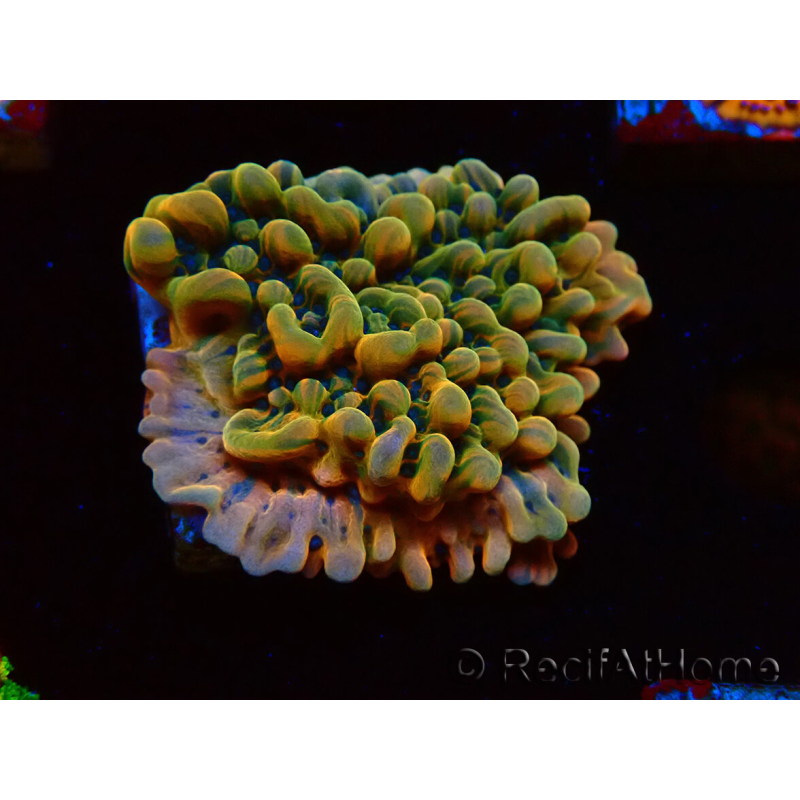 WYSIWYG JF Montipora Brain Freeze 11G4