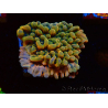 WYSIWYG JF Montipora Brain Freeze 11G4
