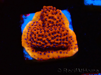 WYSIWYG RAH Montipora Mystic Sunset 11G5