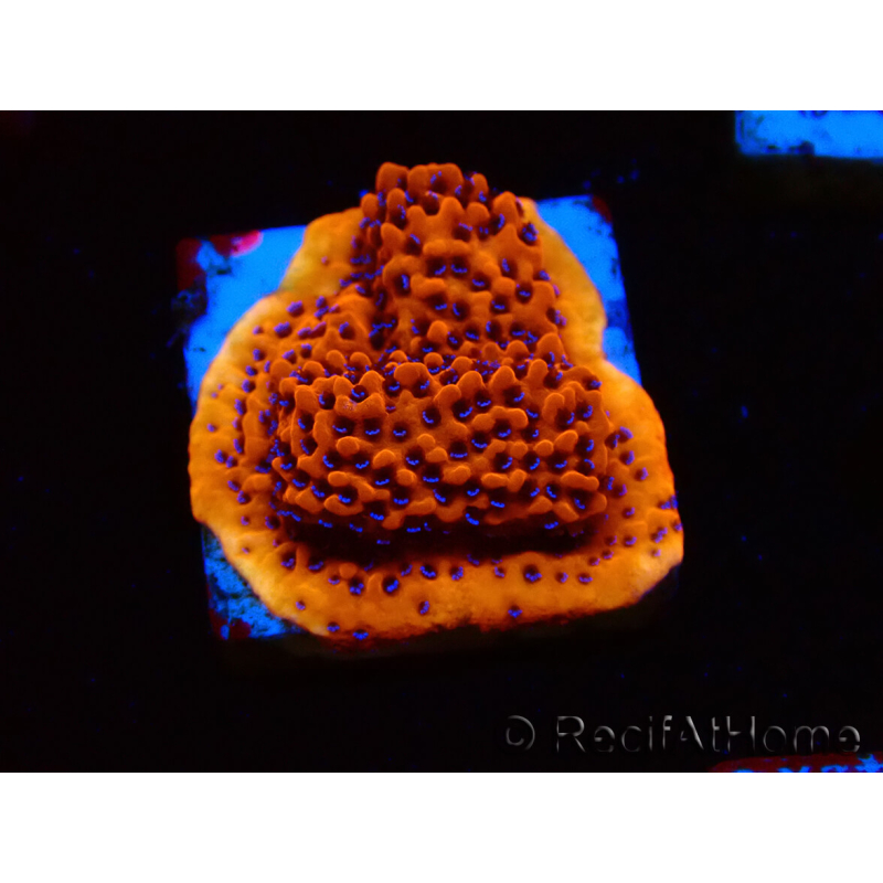 WYSIWYG RAH Montipora Mystic Sunset